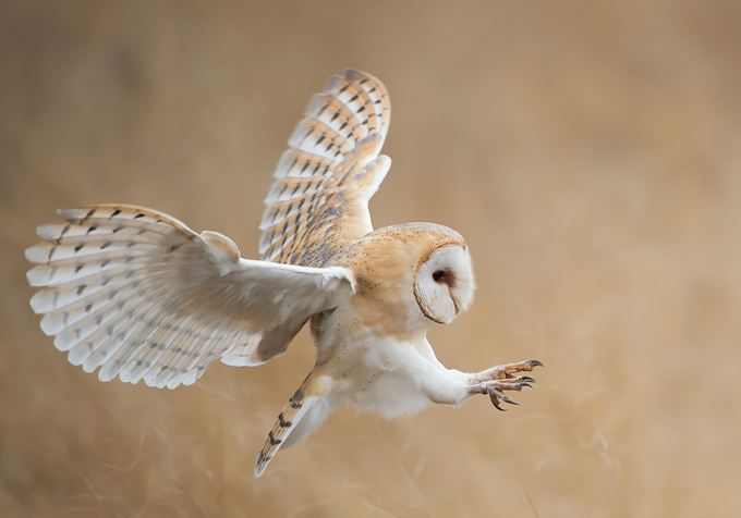 NatuurWerkgroep De Kerkuil